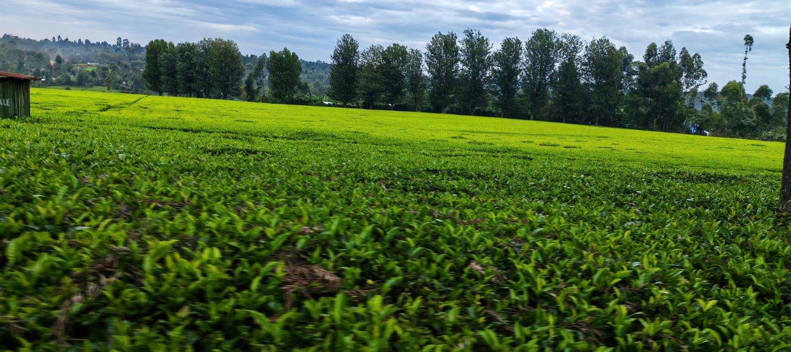 IMG-20250109-WA0033 IMG-20250109-WA0033