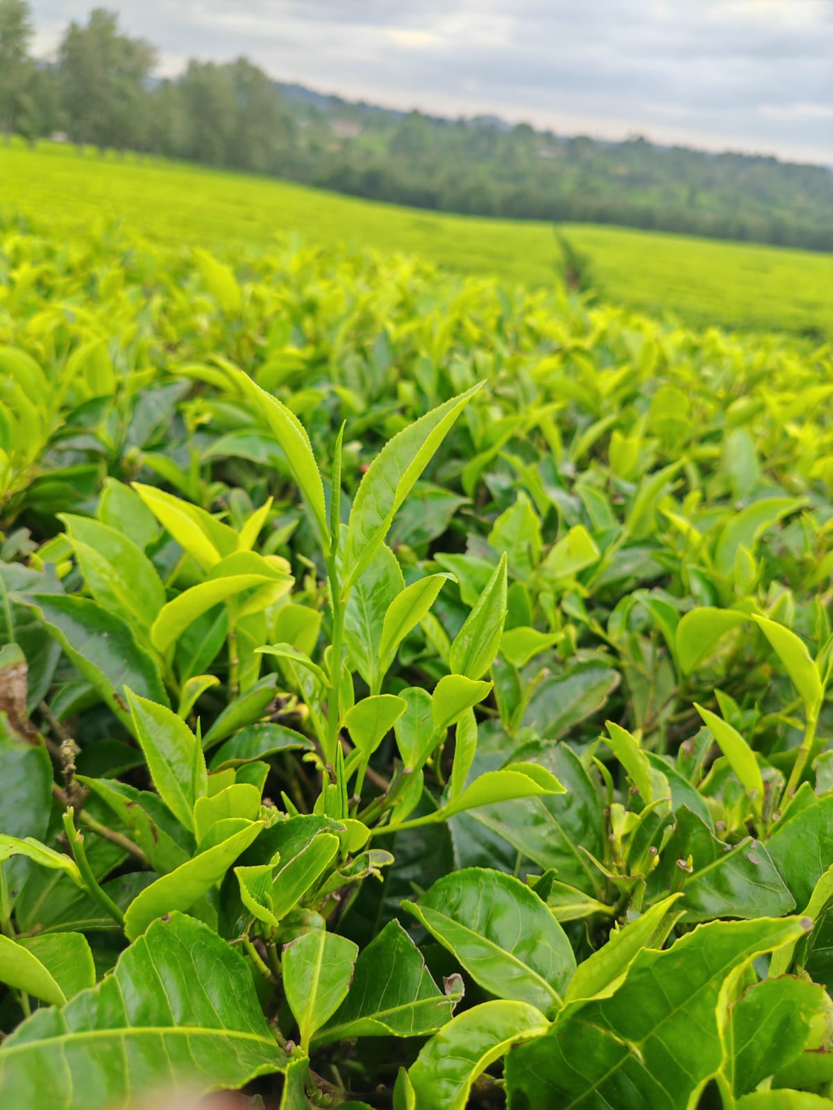 IMG-20250109-WA0036 IMG-20250109-WA0036